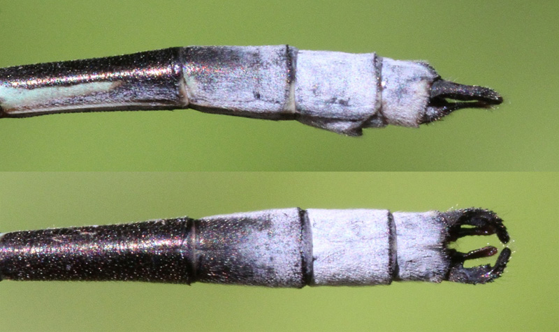 photo of Side (top image) and top view of male sweetflag spreadwing cerci