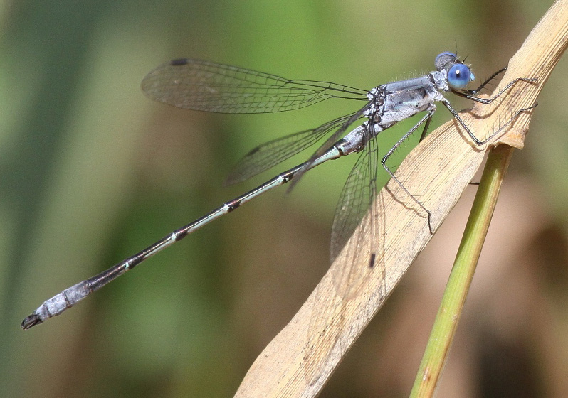 photo of Male sweetflag spreadwing