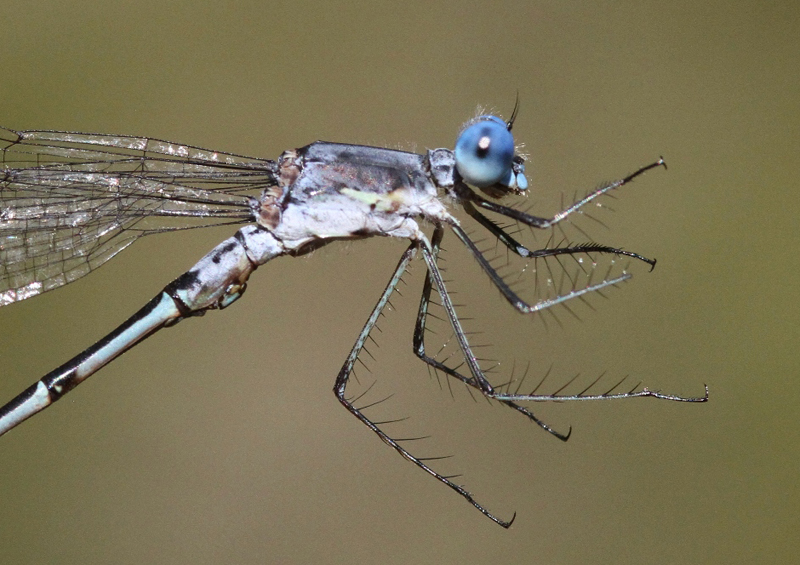 photo of Close-up of male sweetflag spreadwing thorax