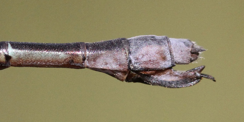 photo of Female sweetflag spreadwing abdomen tip