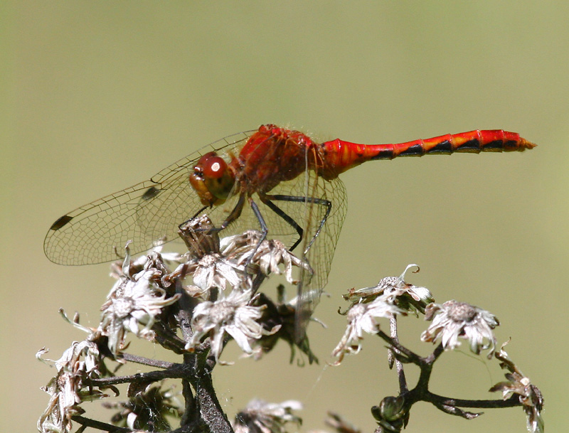 Image of Cherry-faced Meadowhawk