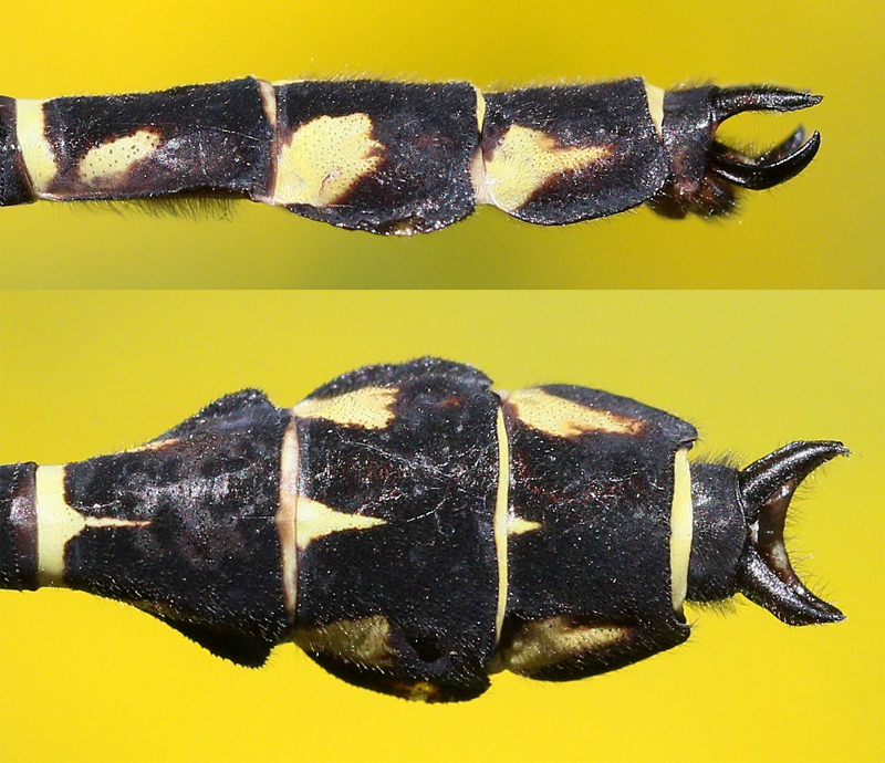 photo of Side (top image) and top view of male zebra clubtail cerci