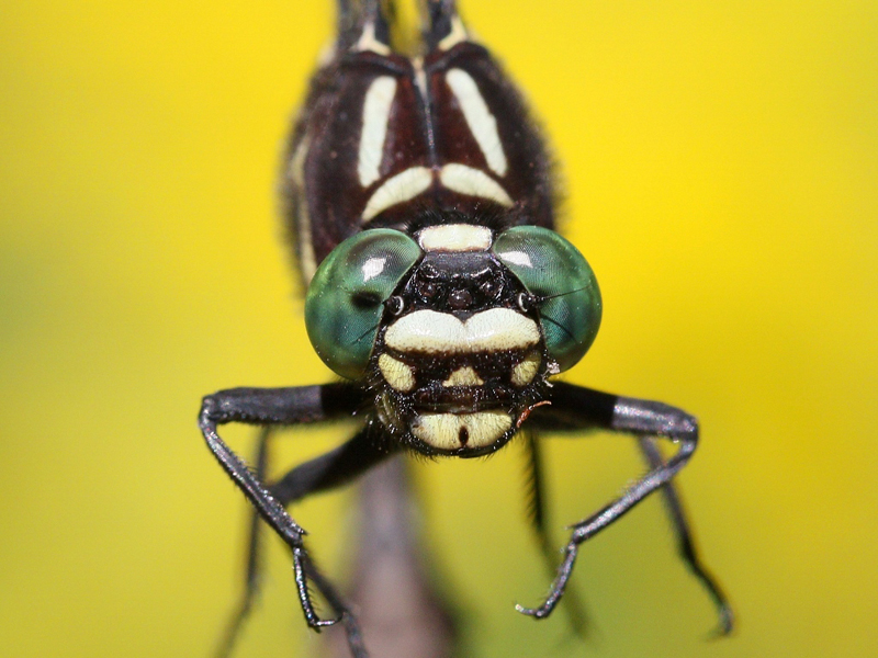 photo of Close-up of male zebra clubtail face