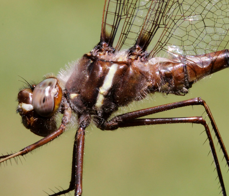 photo of Close-up of male stream cruiser thorax