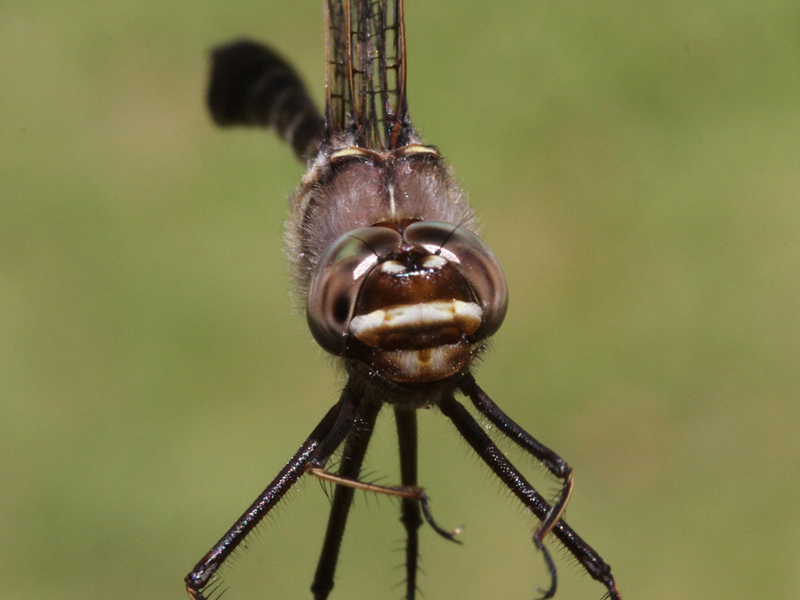 photo of Close-up of male stream cruiser face