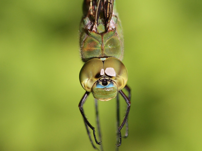 photo of Close-up of male common green darner face