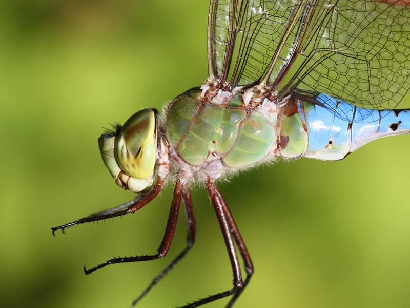 photo of Close-up of male common green darner thorax