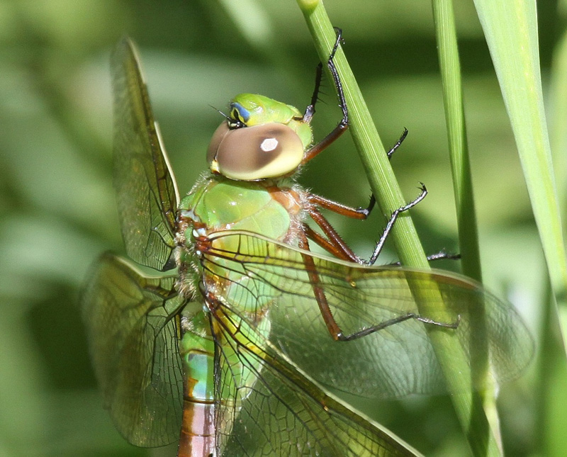 photo of Close-up of immature common green darner
