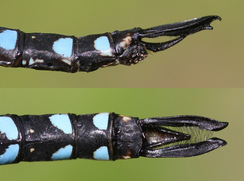 photo of Side (top image) and top view of male spatterdock darner cerci
