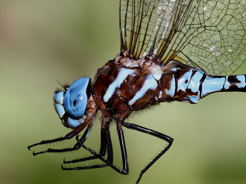 photo of Close-up of male spatterdock darner thorax