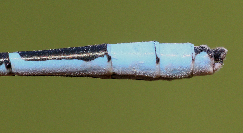 photo of Male familiar bluet abdomen tip showing cercus (upper part of clasper) in side view
