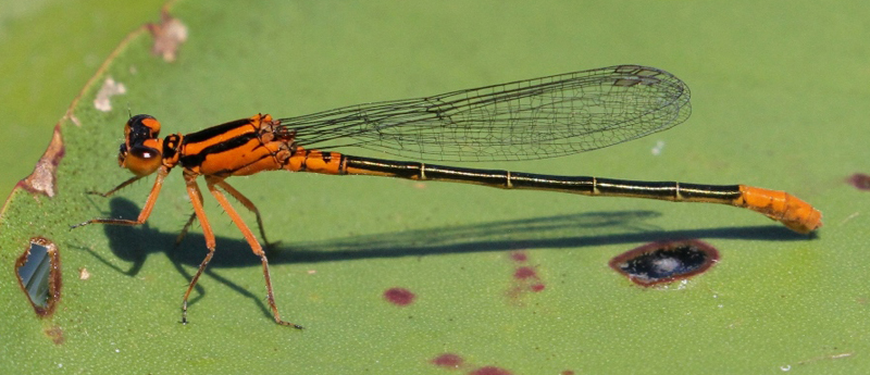 photo of Immature female lilypad forktail