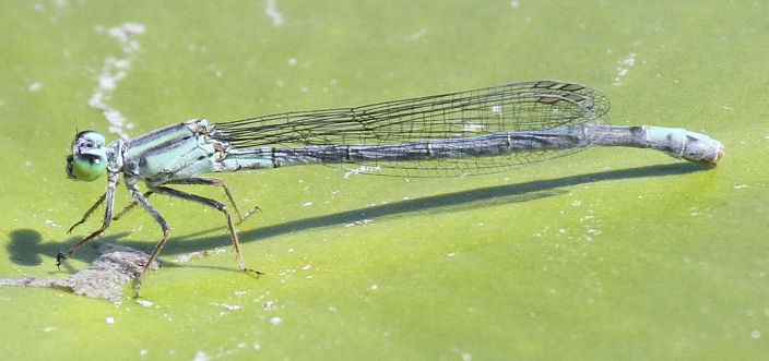 photo of Female lilypad forktail