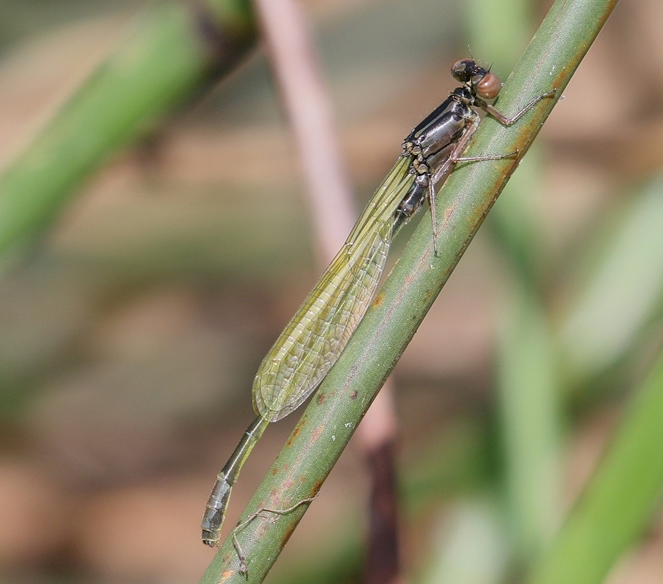 photo of Teneral male lilypad forktail