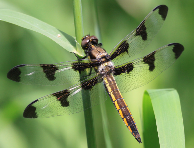 photo of Immature male twelve-spotted skimmer