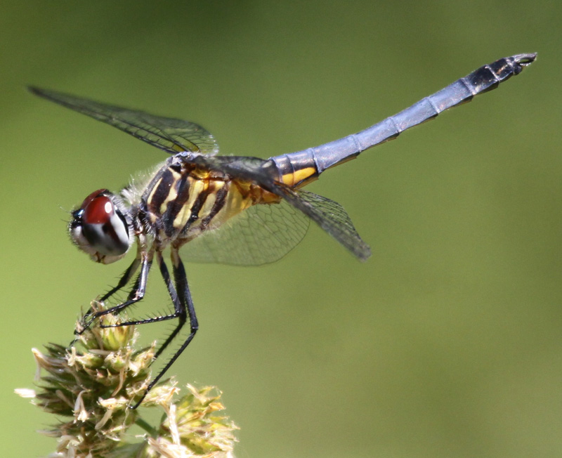 photo of Male blue dasher