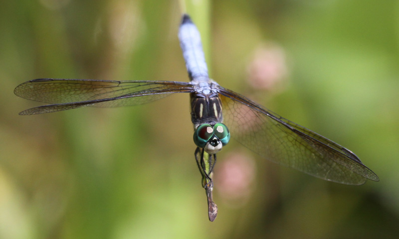 photo of Face of male blue dasher