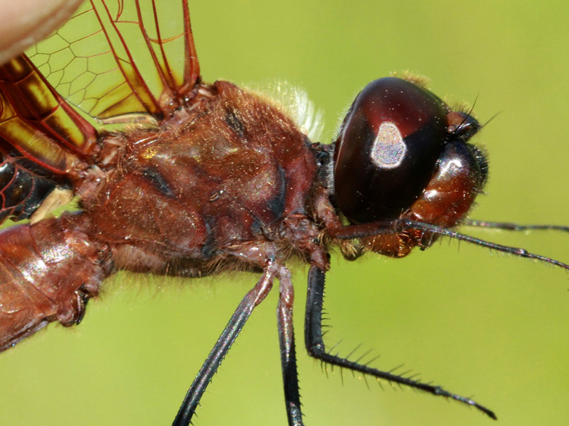photo of Close-up of male Carolina saddlebags thorax