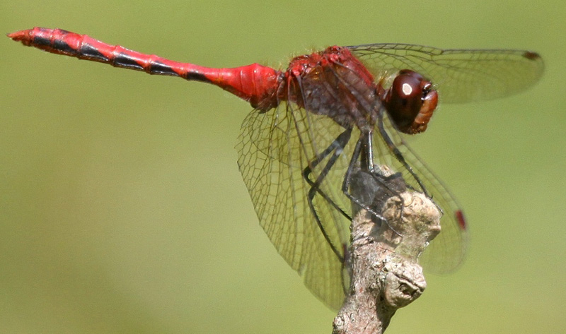 photo of Male cherry-faced meadowhawk