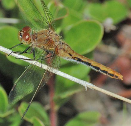 photo of Female cherry-faced meadowhawk