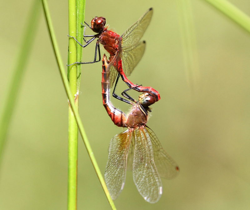 photo of Cherry-faced meadowhawk pair