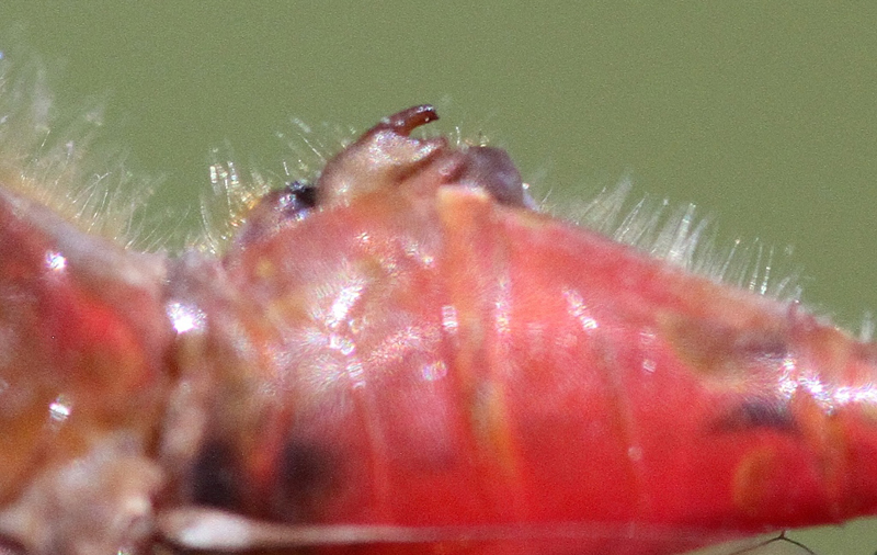 photo of Close-up of male cherry-faced meadowhawk hamules