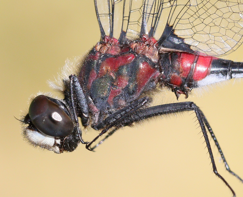 photo of Close-up of male crimson-ringed whiteface thorax