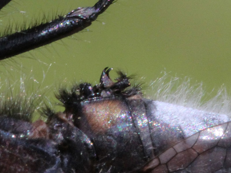 photo of Hamular process of male dot-tailed whiteface (venter up)