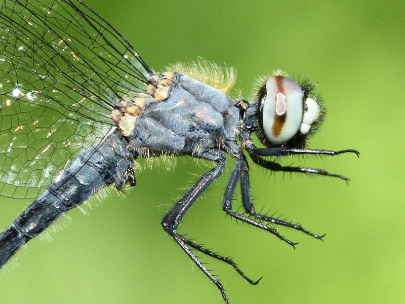 photo of Close-up of male elfin skimmer thorax