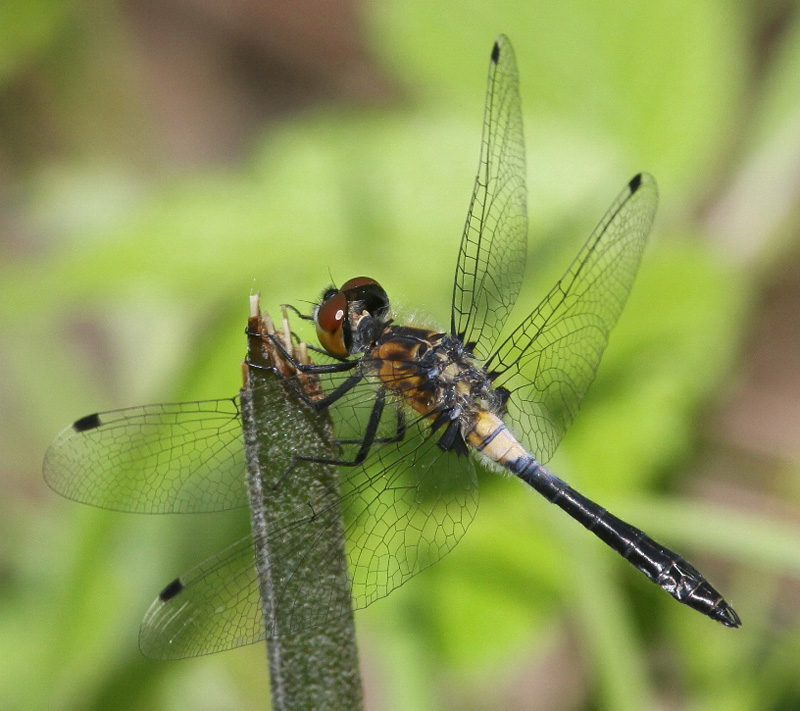 photo of Immature male frosted whiteface