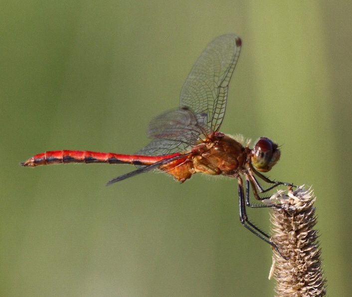 photo of Male ruby meadowhawk