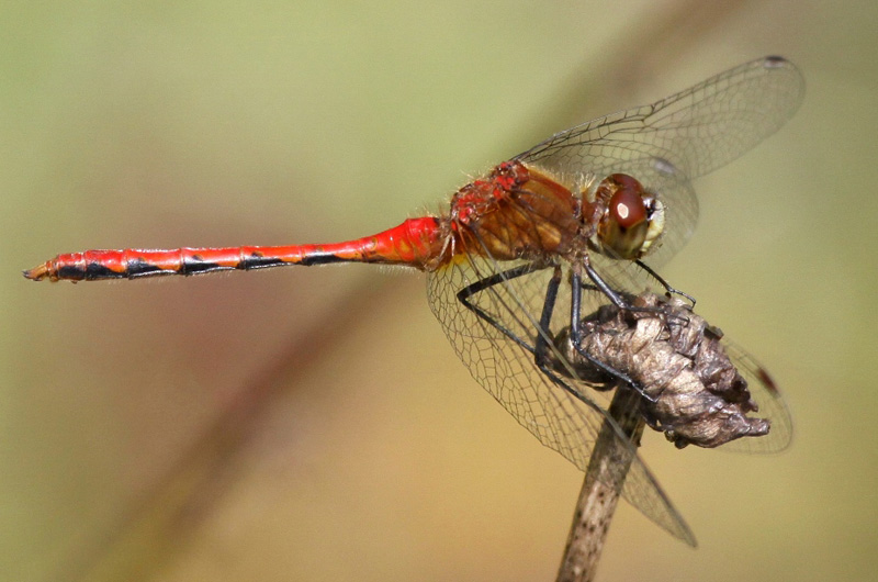 photo of Male white-faced meadowhawk