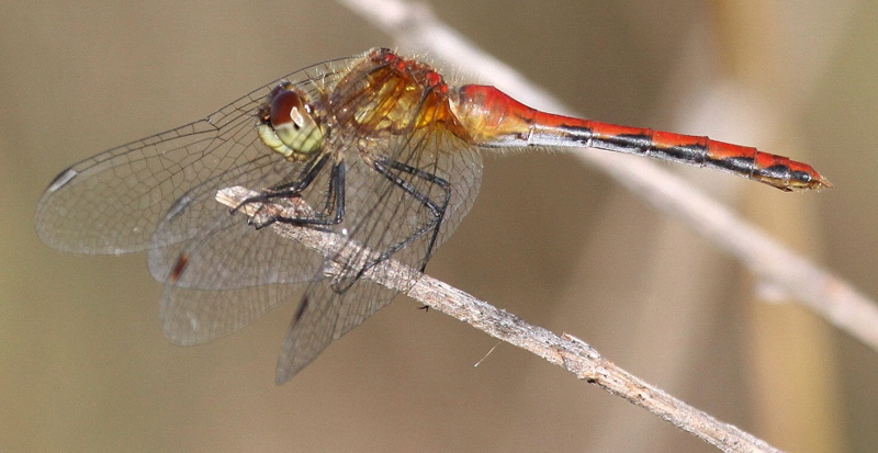 photo of Mature red-form female white-faced meadowhawk