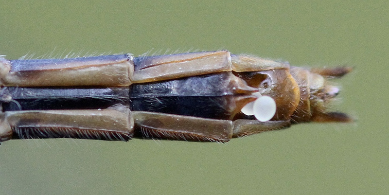 photo of Abdomen tip of female white-faced meadowhawk showing subgenital plate