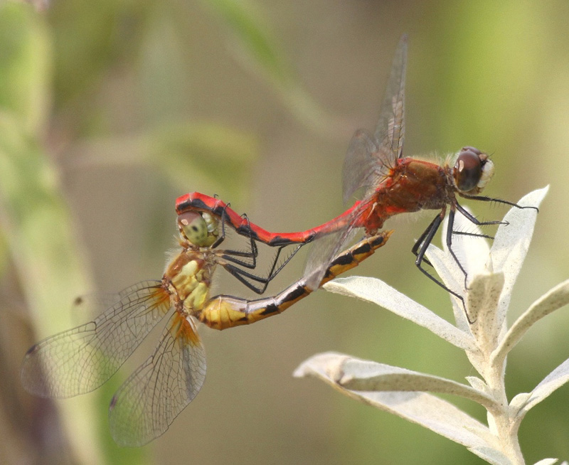 photo of Mating pair of white-faced meadowhawks
