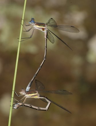 photo of Male and female great spreadwing