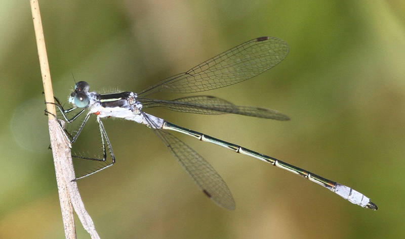 photo of Male northern spreadwing