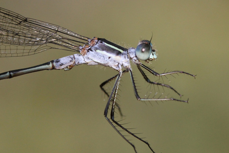 photo of Close-up of male northern spreadwing thorax