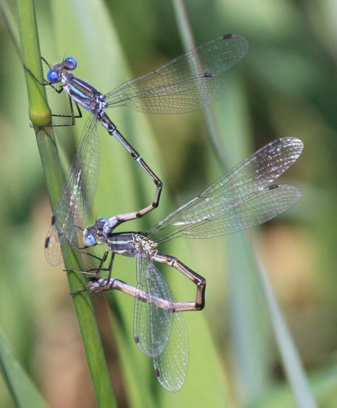 photo of Southern spreadwings