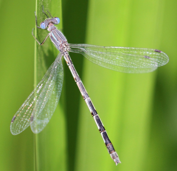 photo of Female southern spreadwing