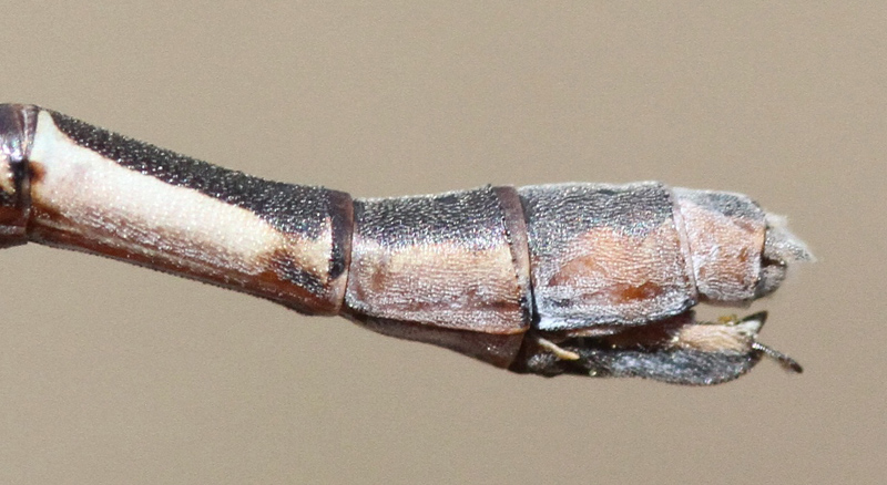 photo of Abdomen tip of female southern spreadwing