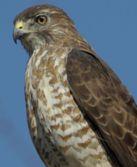 Broad-winged Hawk photo