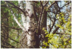 Broad-Winged Hawk Nest