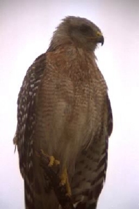 Red-shouldered Hawk photo