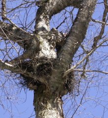 Red-Shouldered Hawk nest