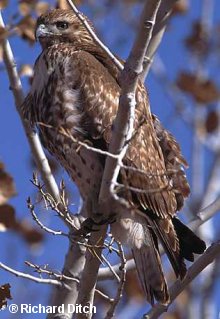 red tailed hawk