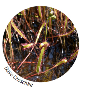 Image of linear-leaved sundew