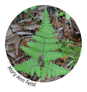 Image of limestone oak fern