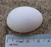 thumbnail of ornate turtle egg