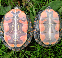 thumbnail of painted turtles